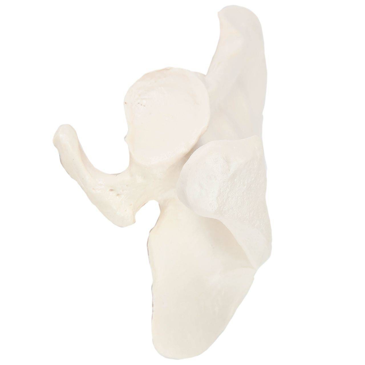 Axis Scientific Scapula Bone