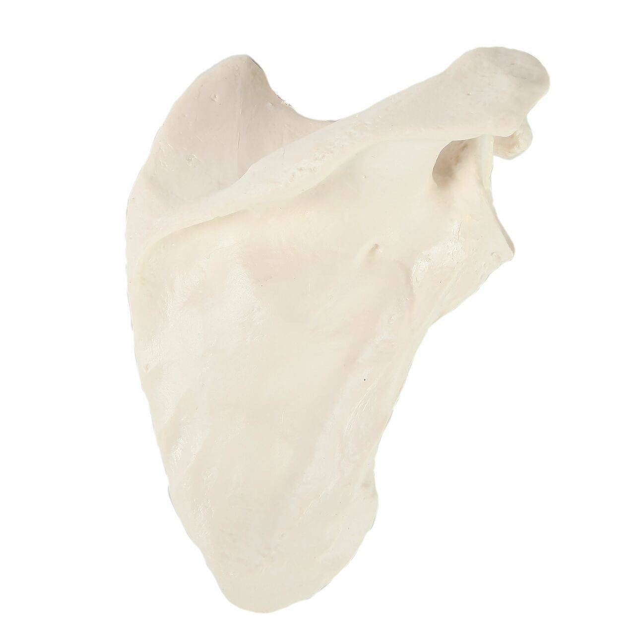 Axis Scientific Scapula Bone