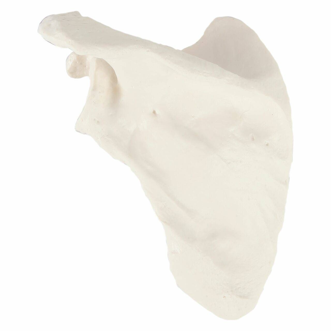 Axis Scientific Scapula Bone
