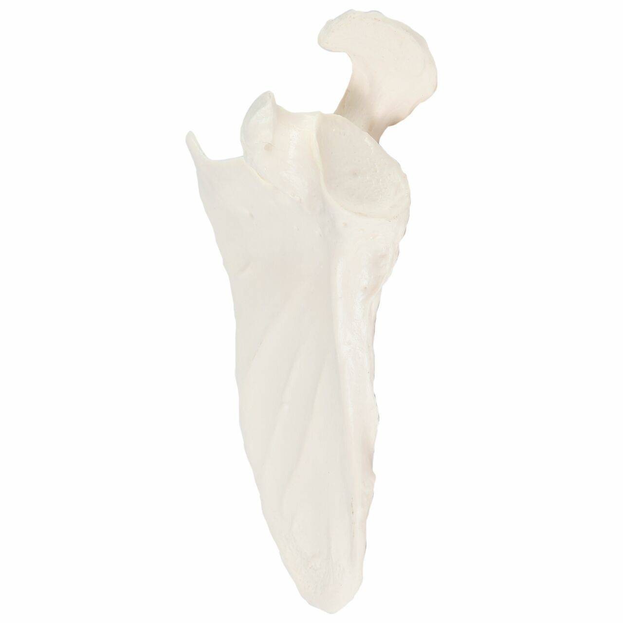 Axis Scientific Scapula Bone