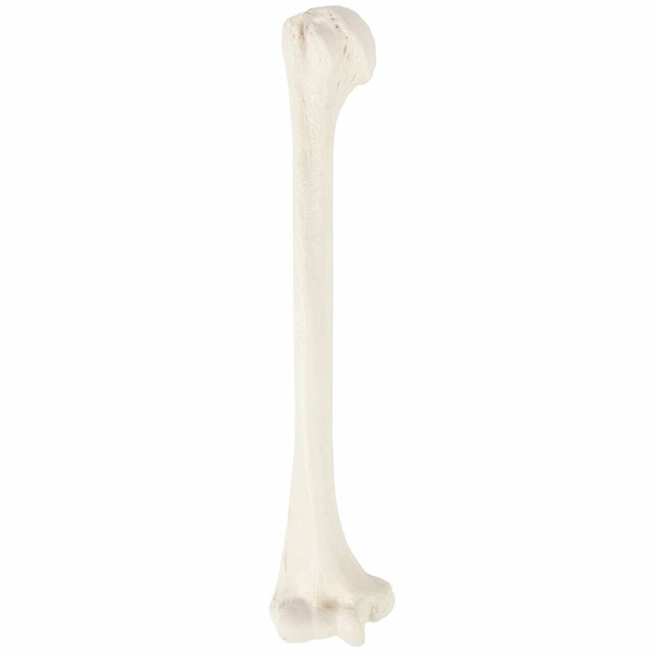 Axis Scientific Humerus Bone