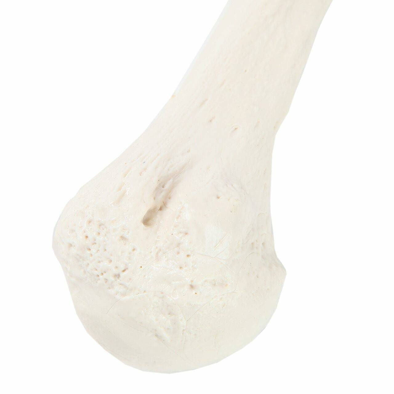 Axis Scientific Humerus Bone | Anatomy Warehouse