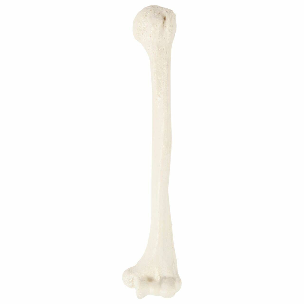 Axis Scientific Humerus Bone | Anatomy Warehouse