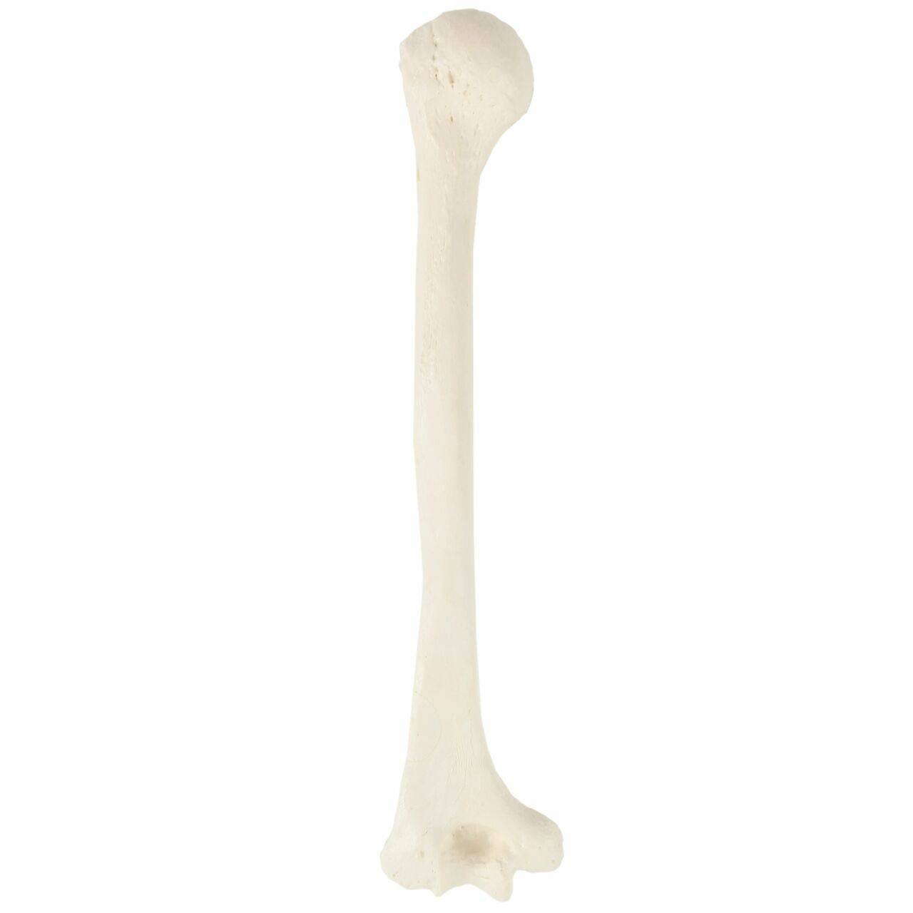 Axis Scientific Humerus Bone | Anatomy Warehouse