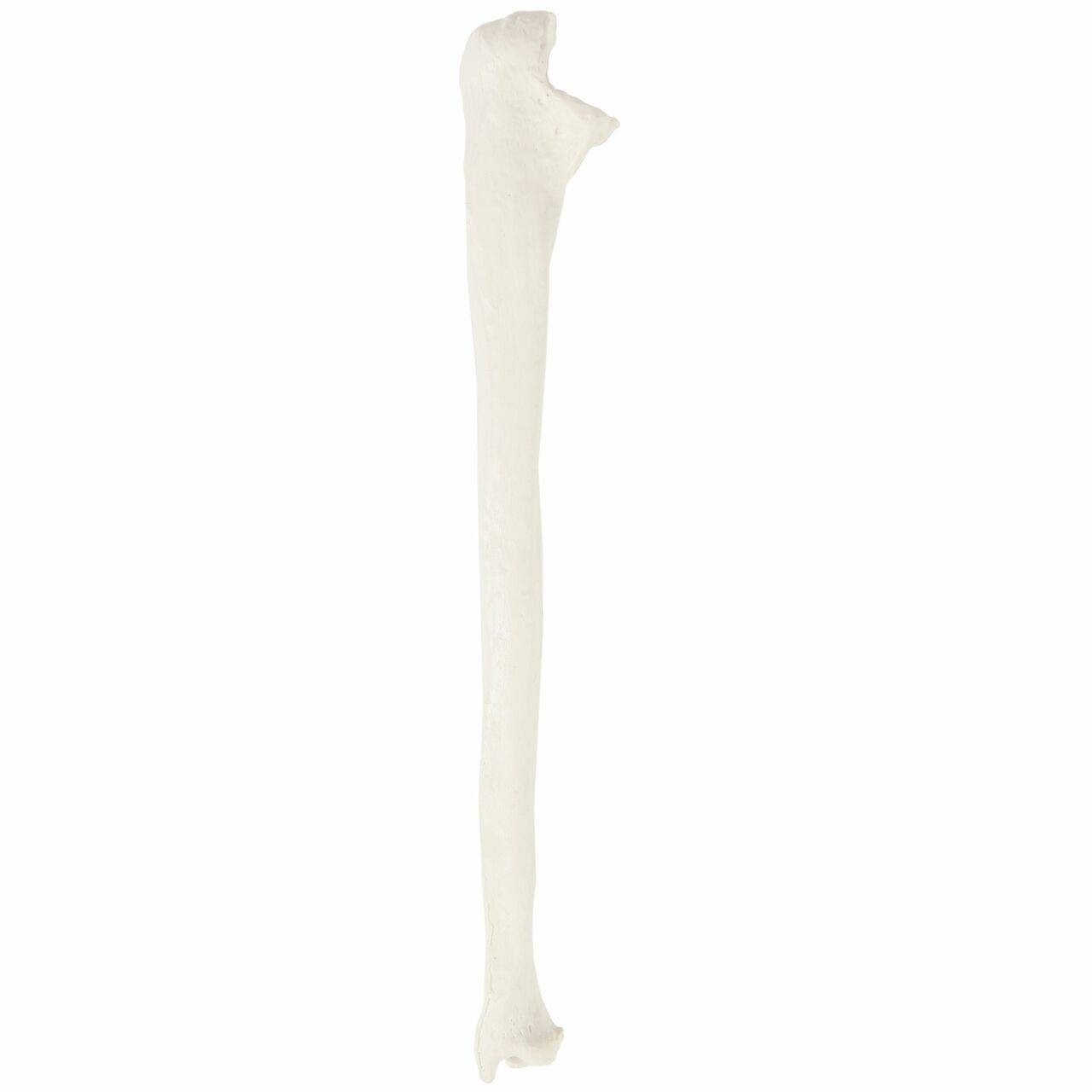 Axis Scientific Ulna Bone