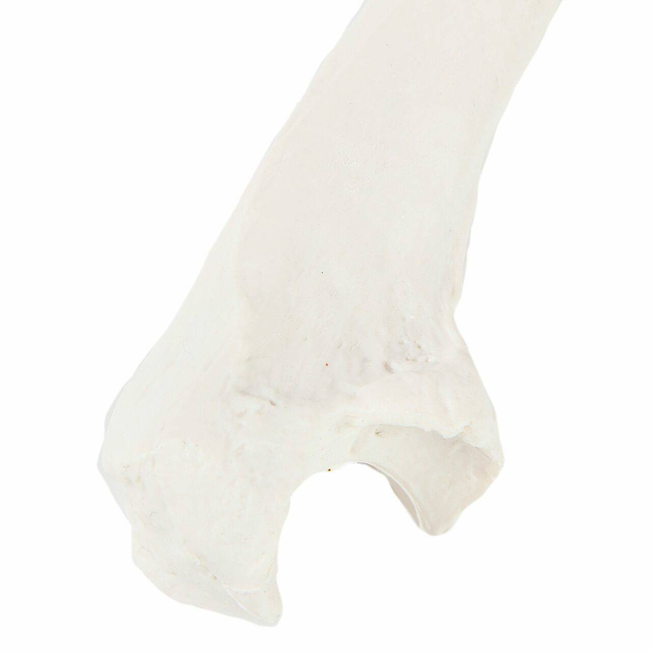 Axis Scientific Ulna Bone