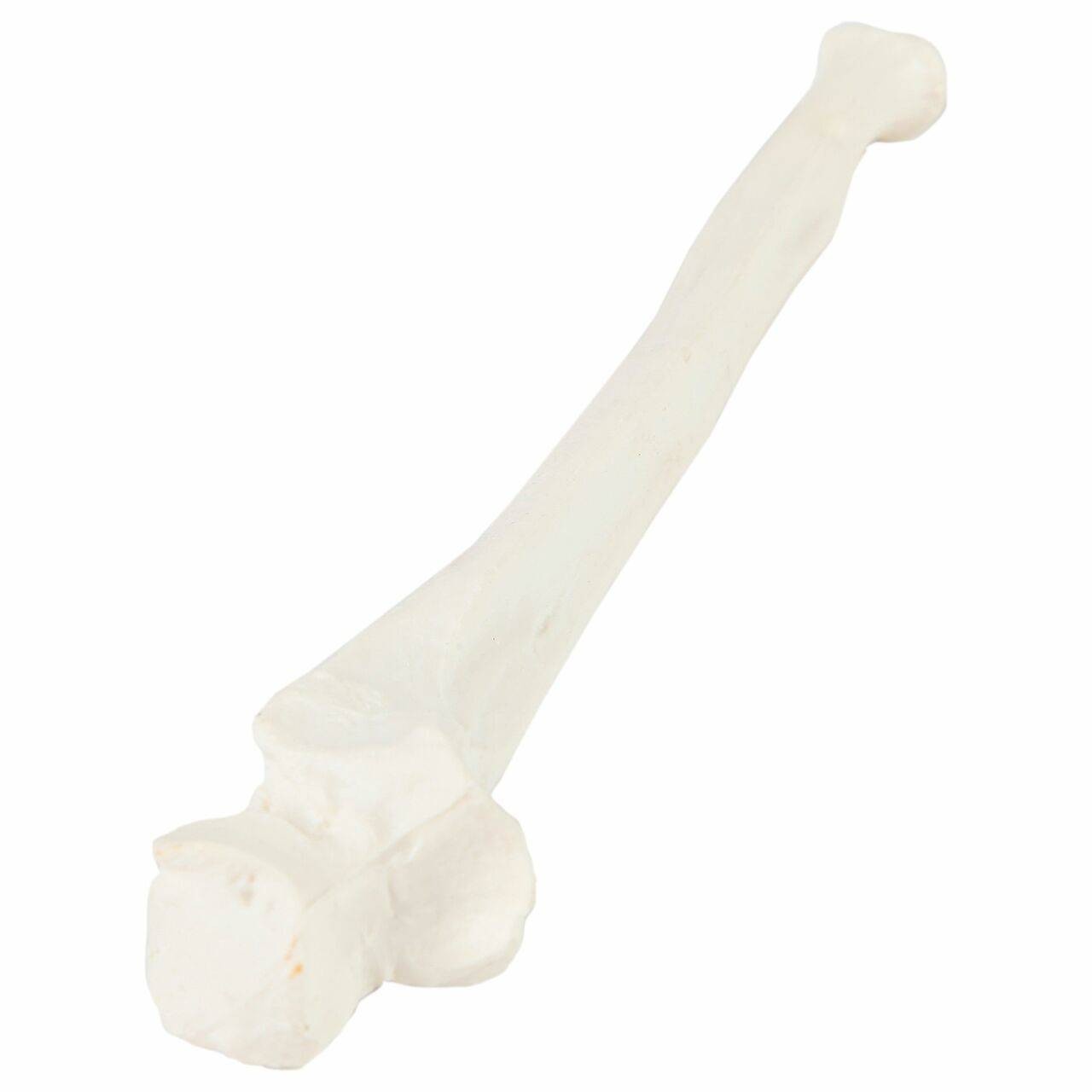 Axis Scientific Ulna Bone