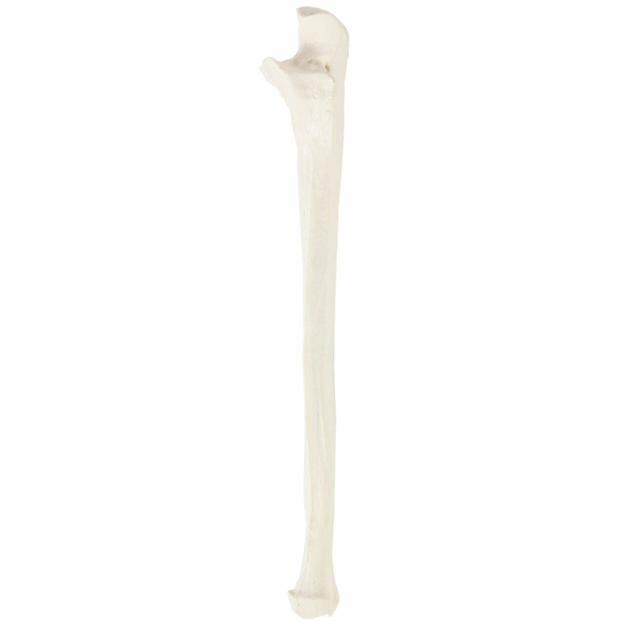 Axis Scientific Ulna Bone