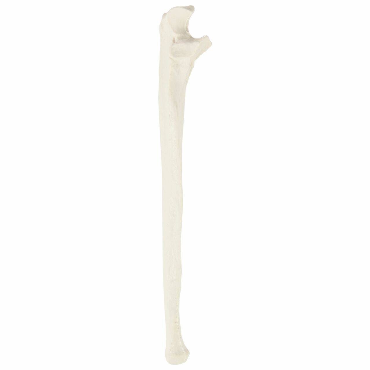 Axis Scientific Ulna Bone
