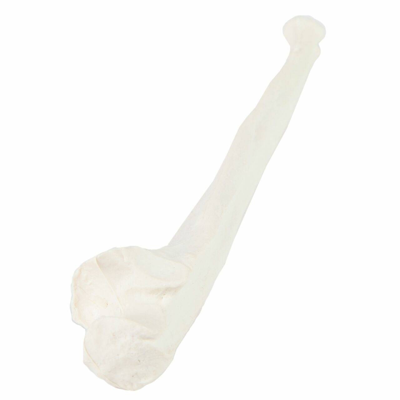 Axis Scientific Ulna Bone