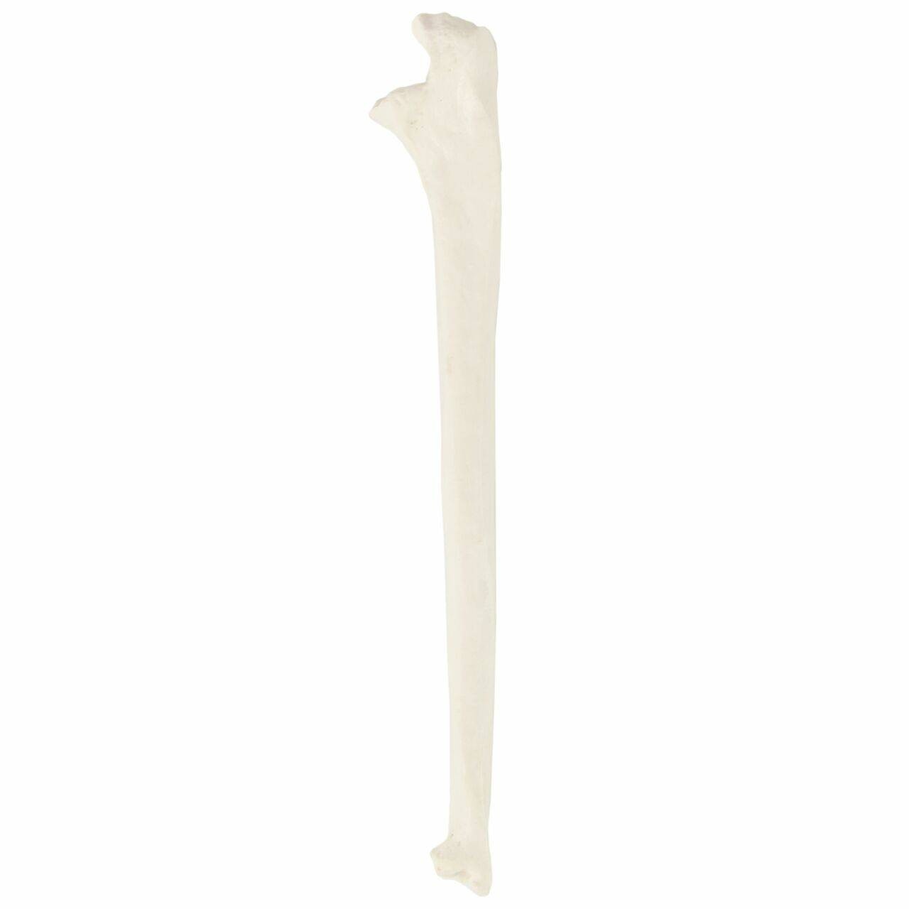 Axis Scientific Ulna Bone