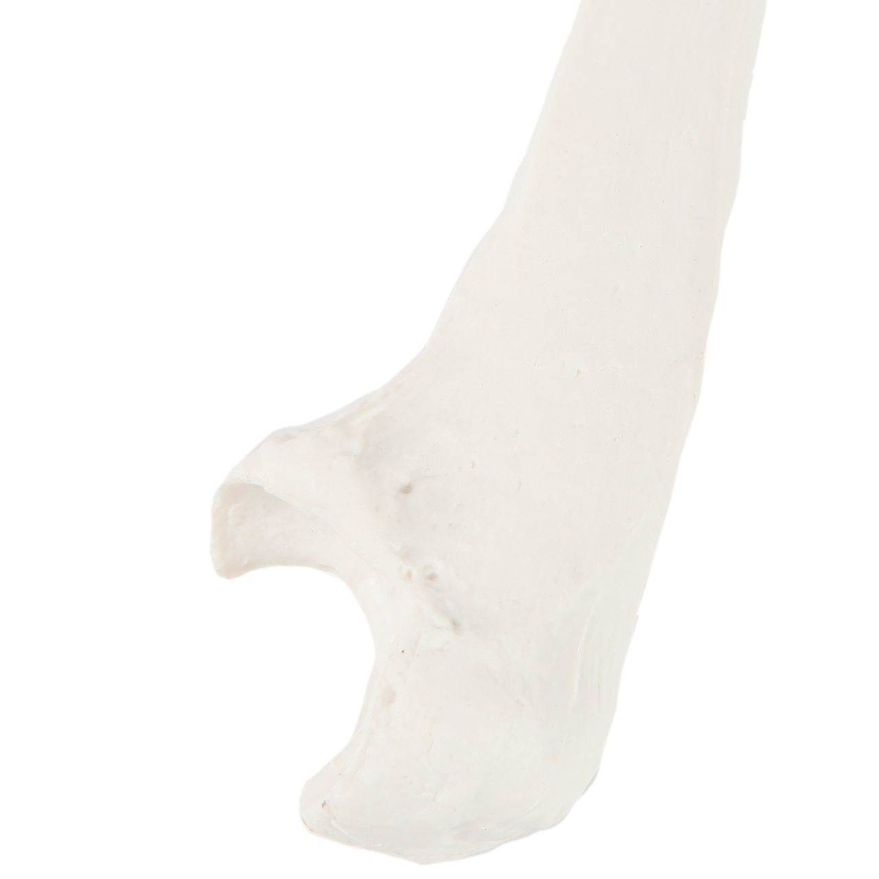Axis Scientific Ulna Bone