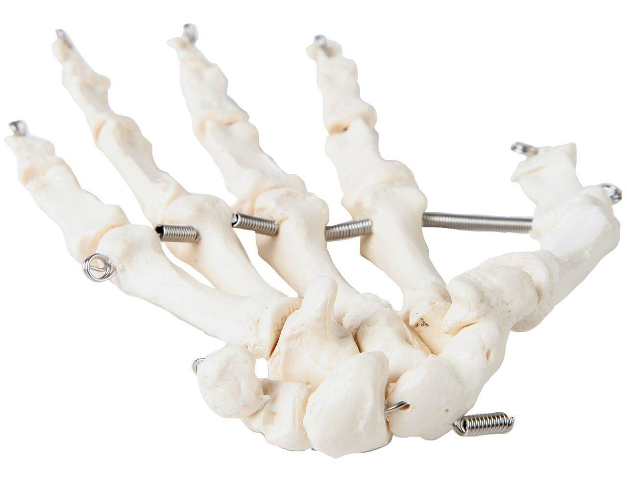 Axis Scientific Articulated Hand Skeleton
