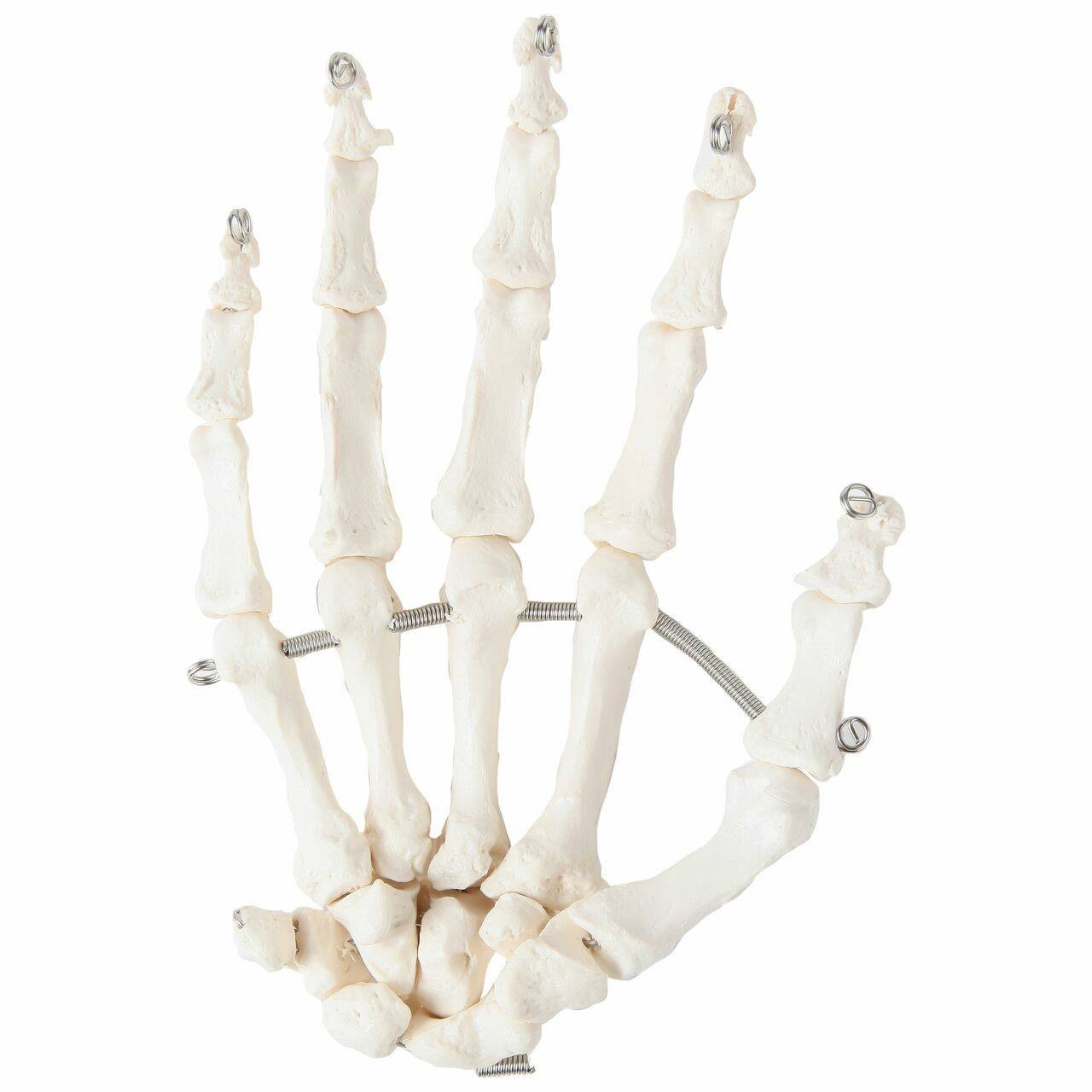 Axis Scientific Articulated Hand Skeleton
