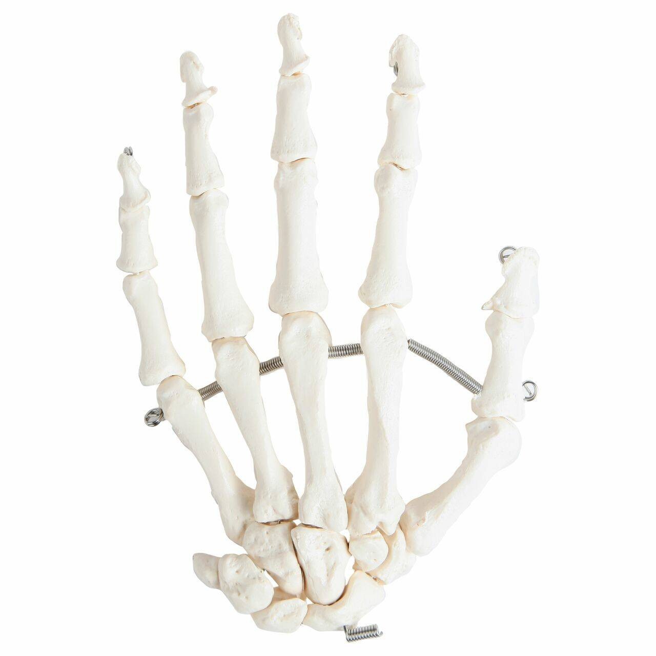 Axis Scientific Articulated Hand Skeleton