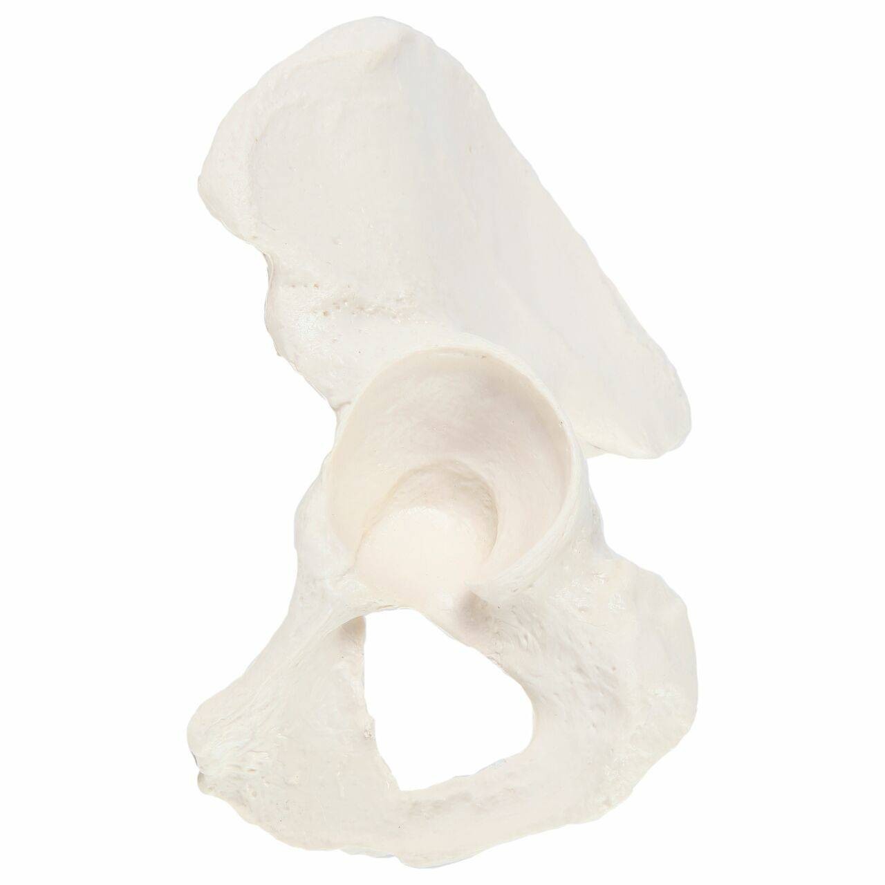 Axis Scientific Hip Bone
