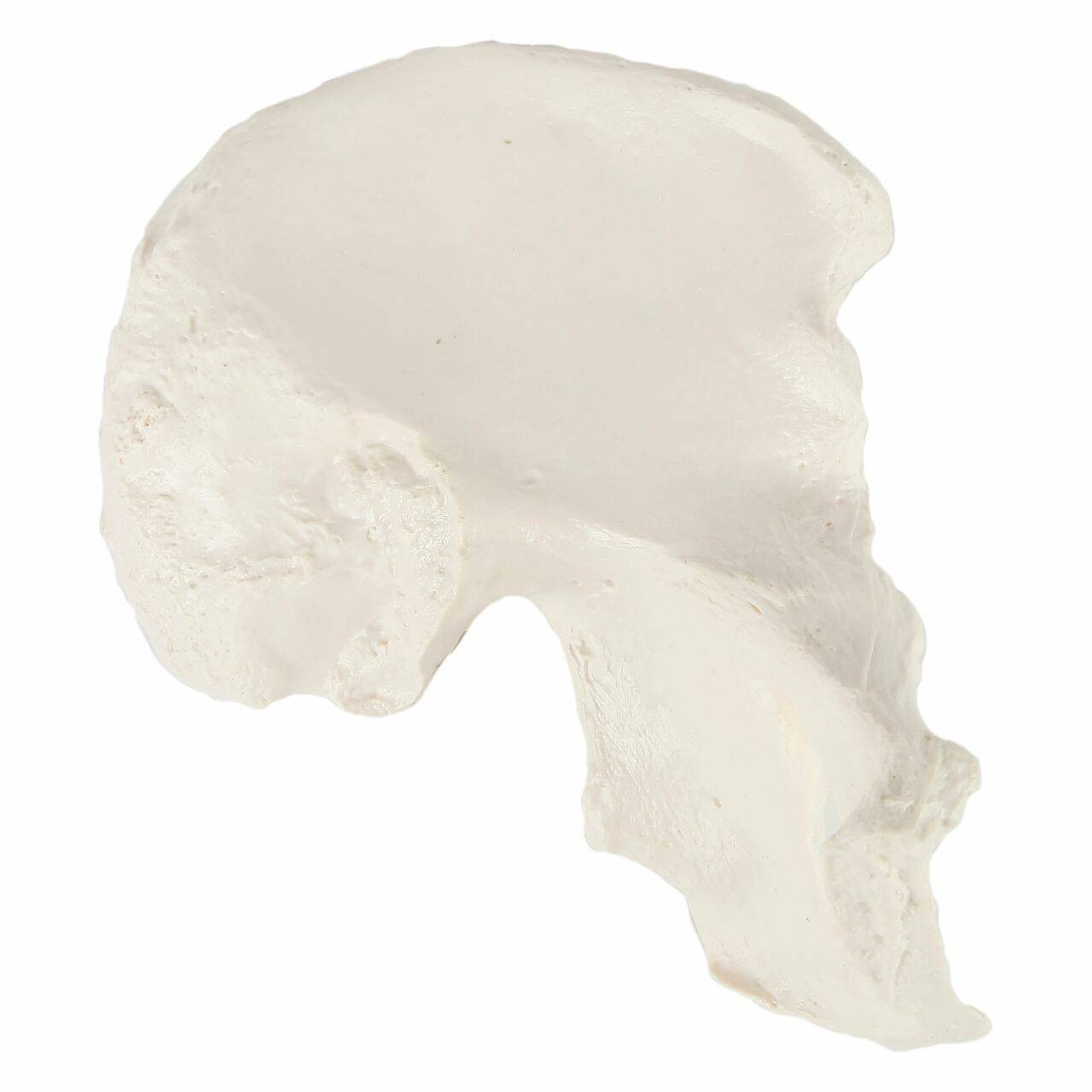 Axis Scientific Hip Bone