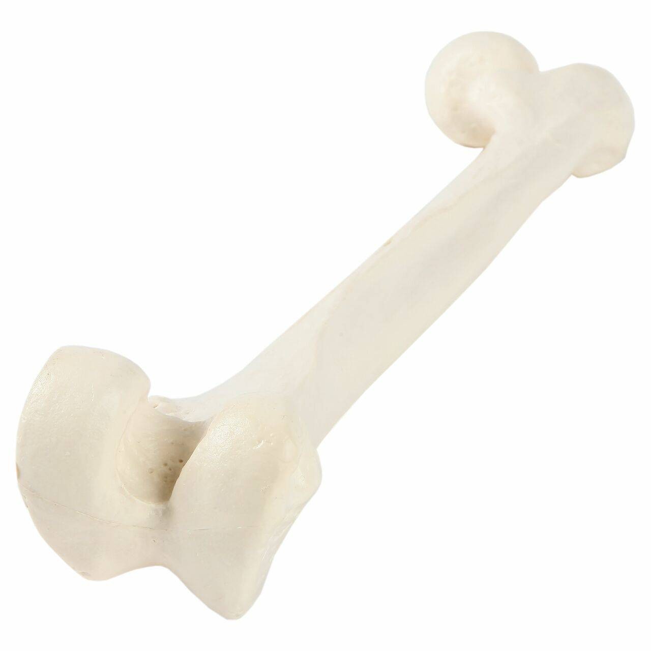 Axis Scientific Femur Bone