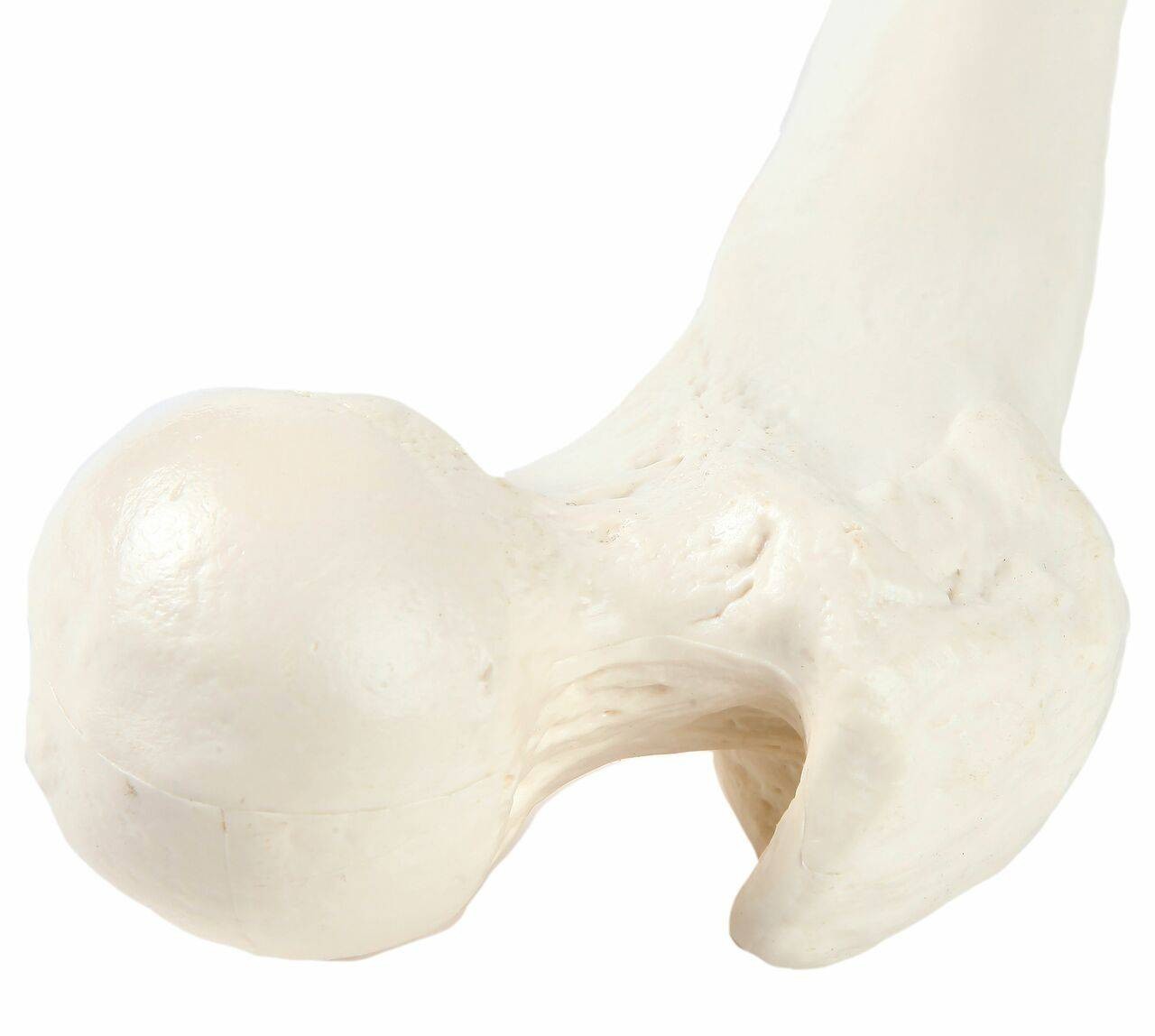 Axis Scientific Femur Bone