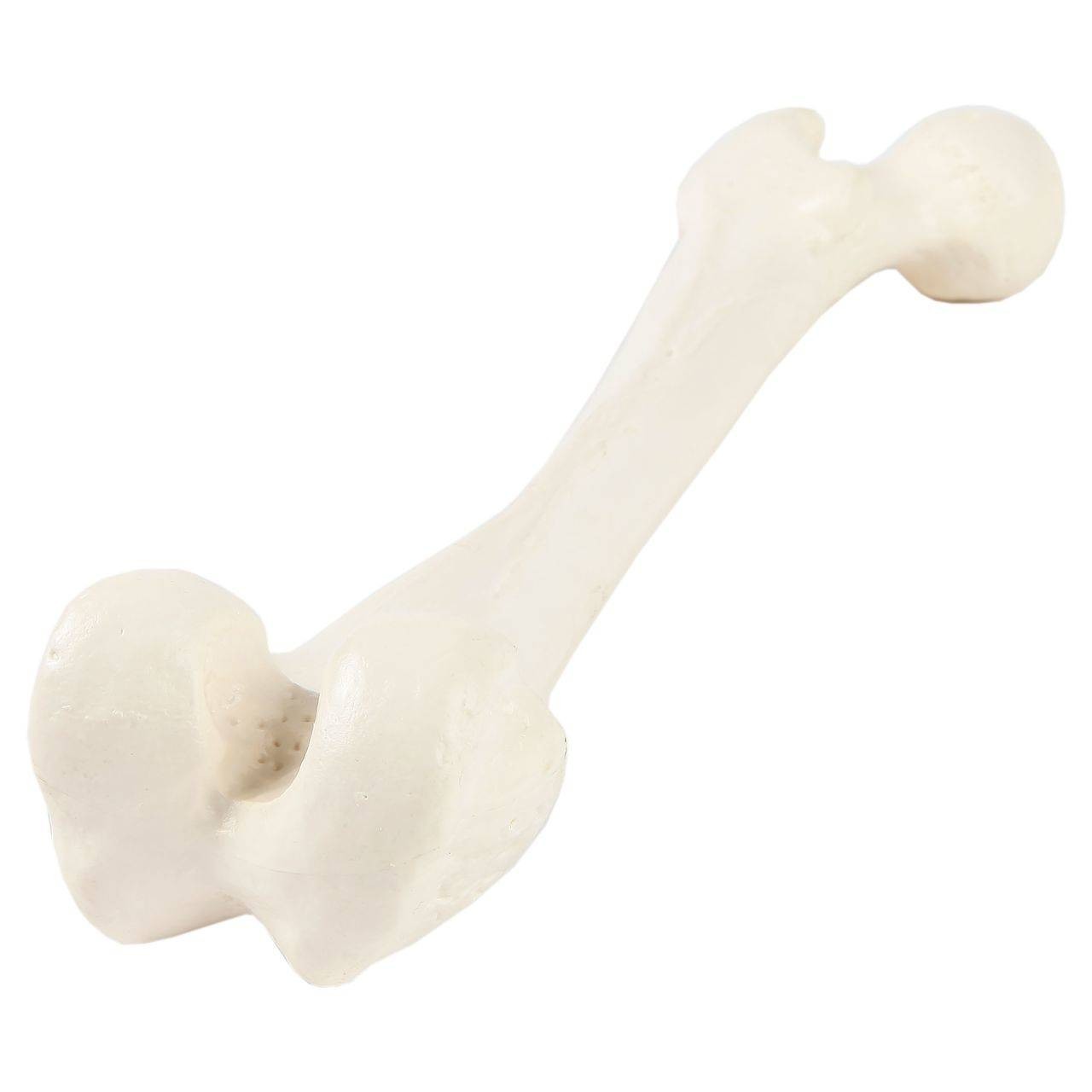 Axis Scientific Femur Bone