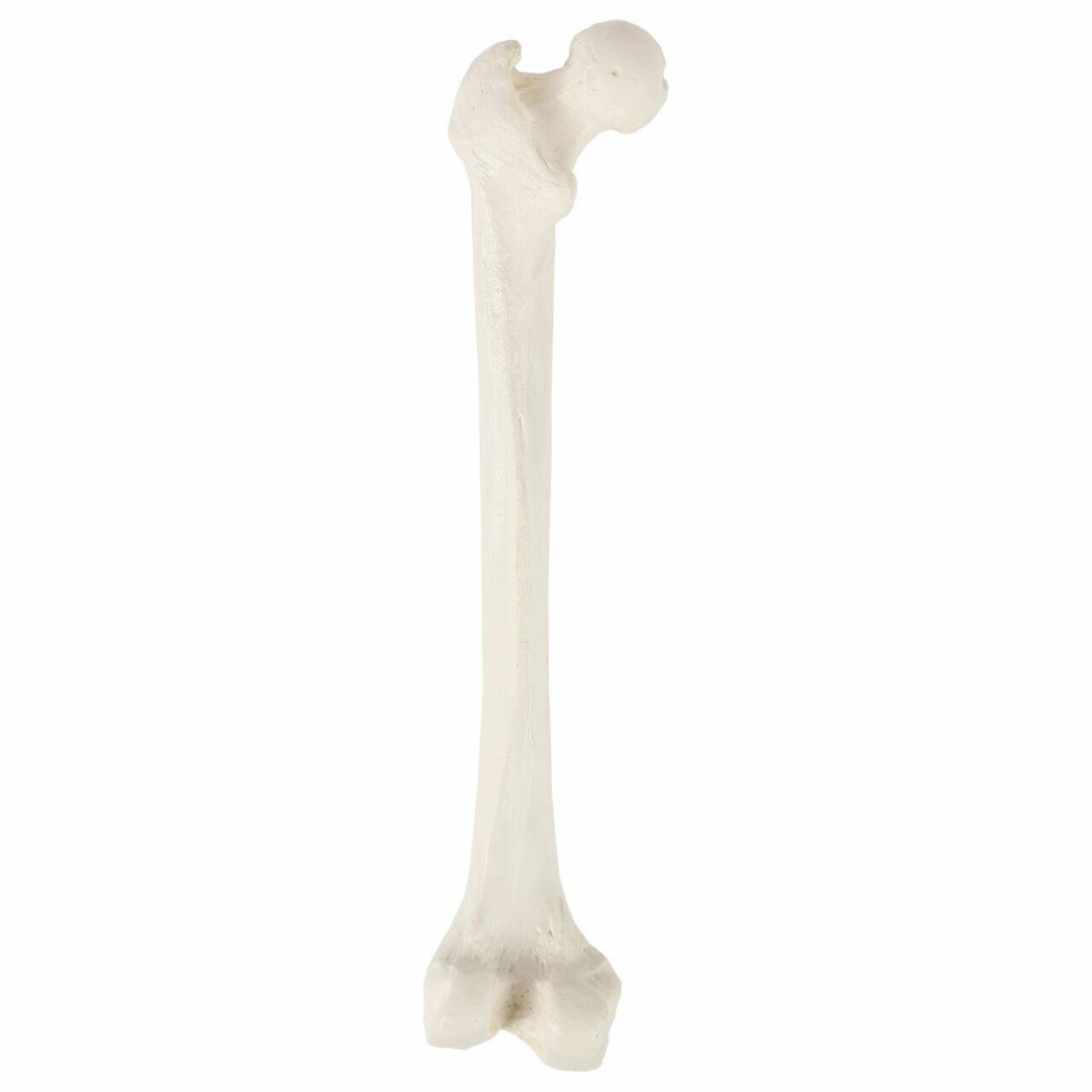 Axis Scientific Femur Bone