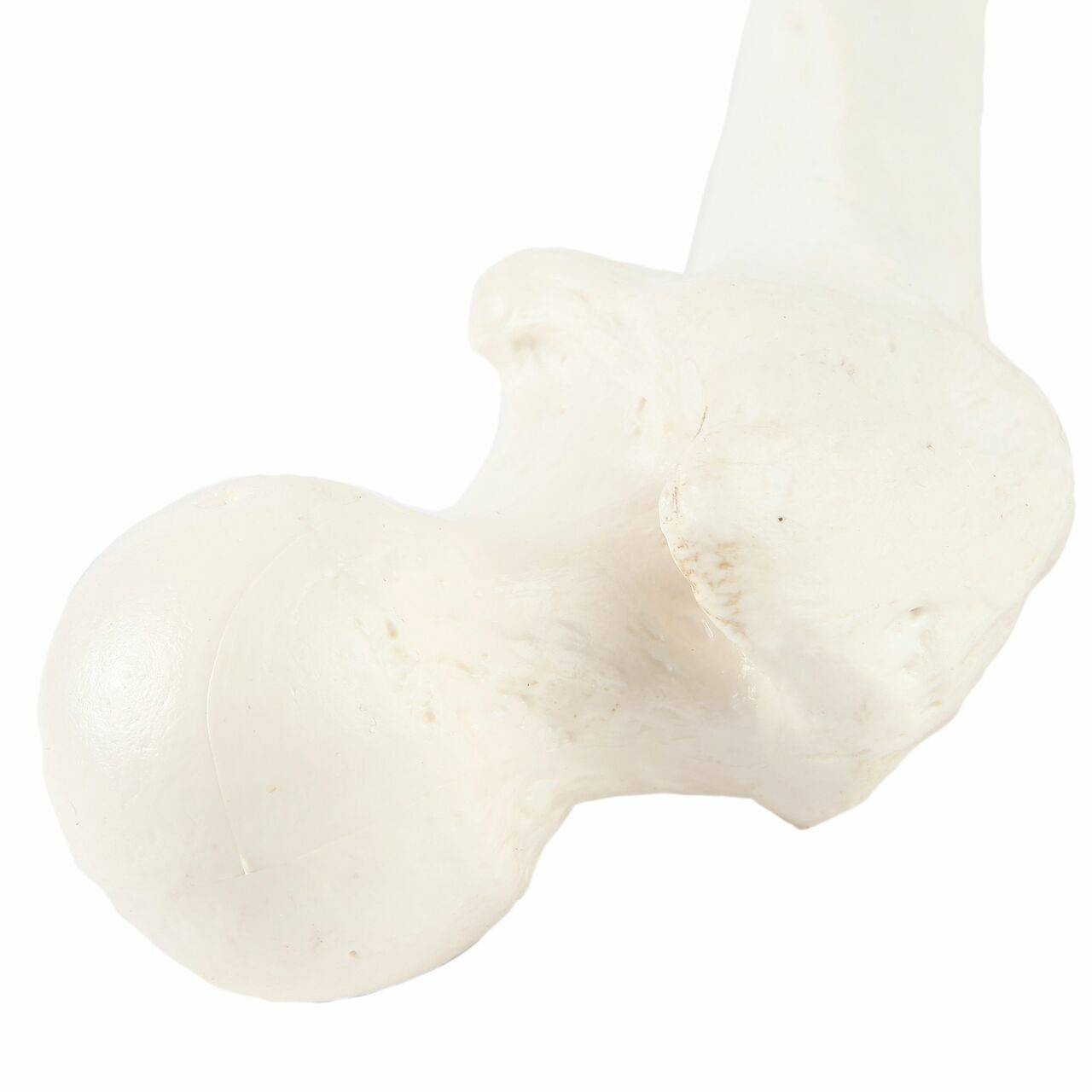 Axis Scientific Femur Bone
