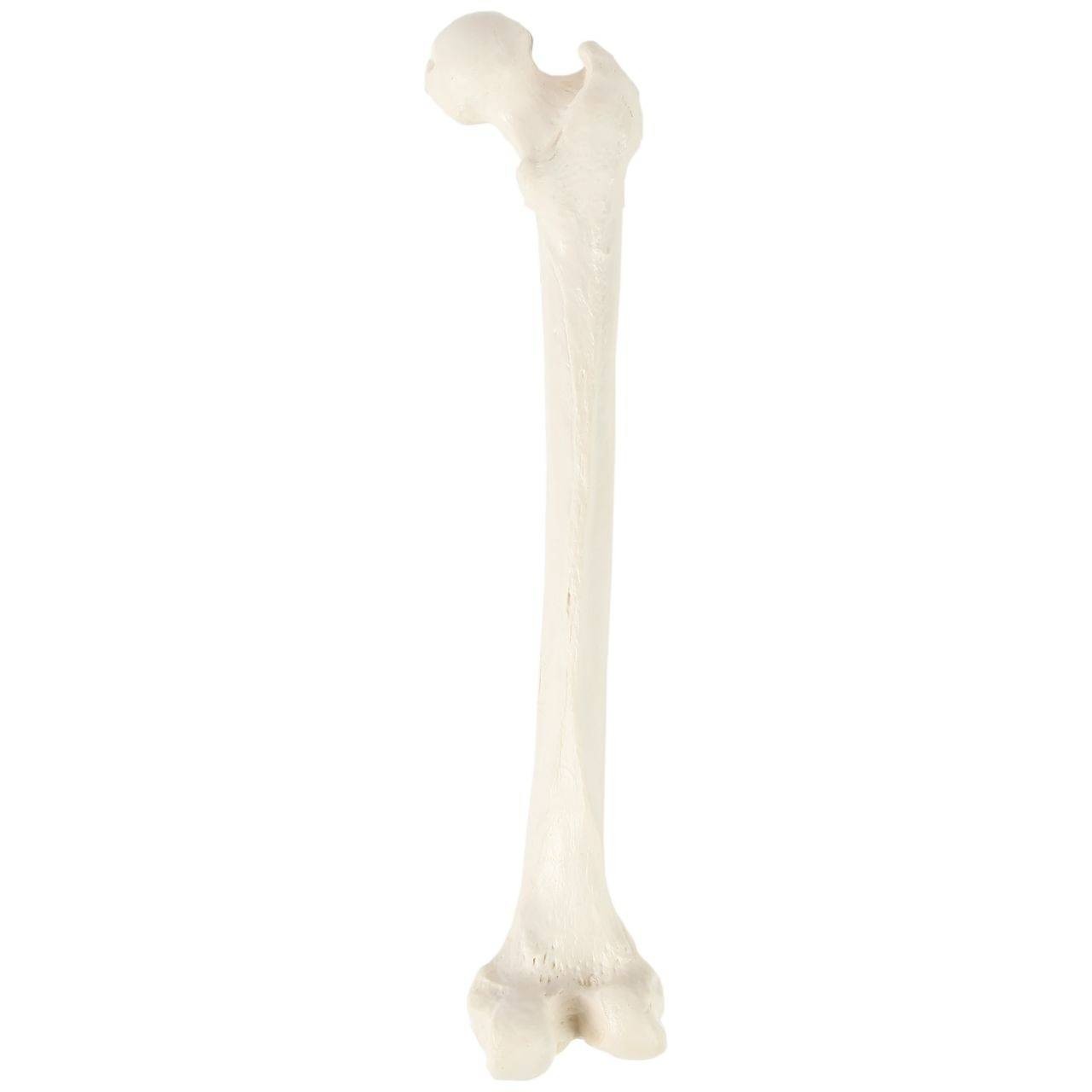 Axis Scientific Femur Bone | Anatomy Warehouse