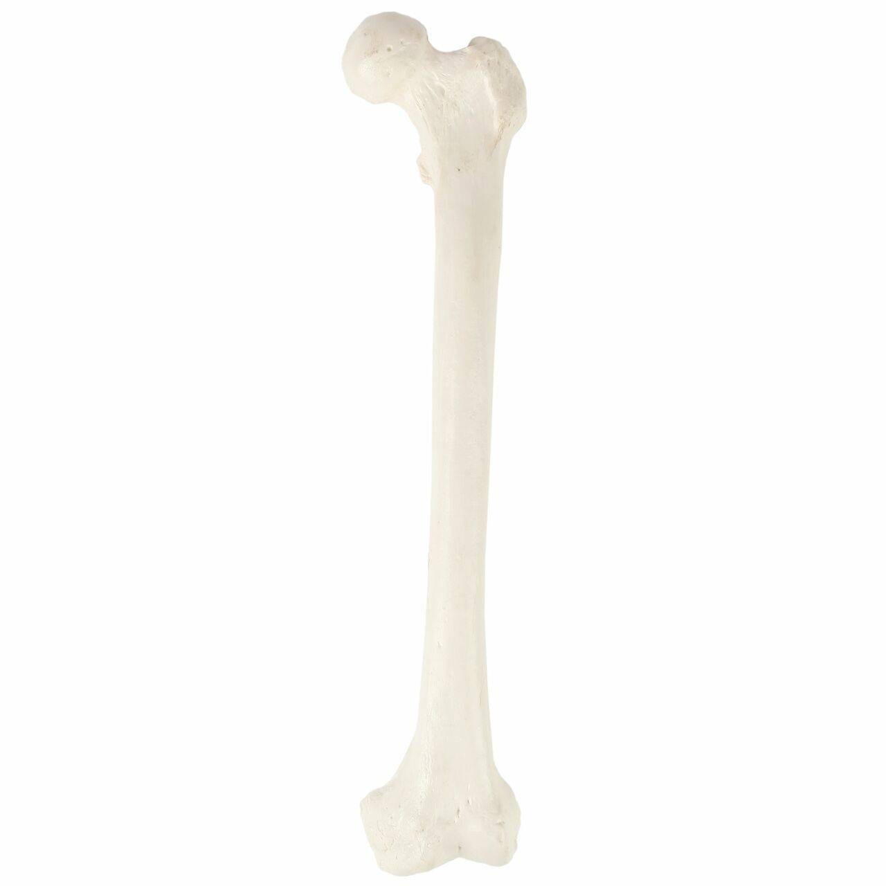 Axis Scientific Femur Bone