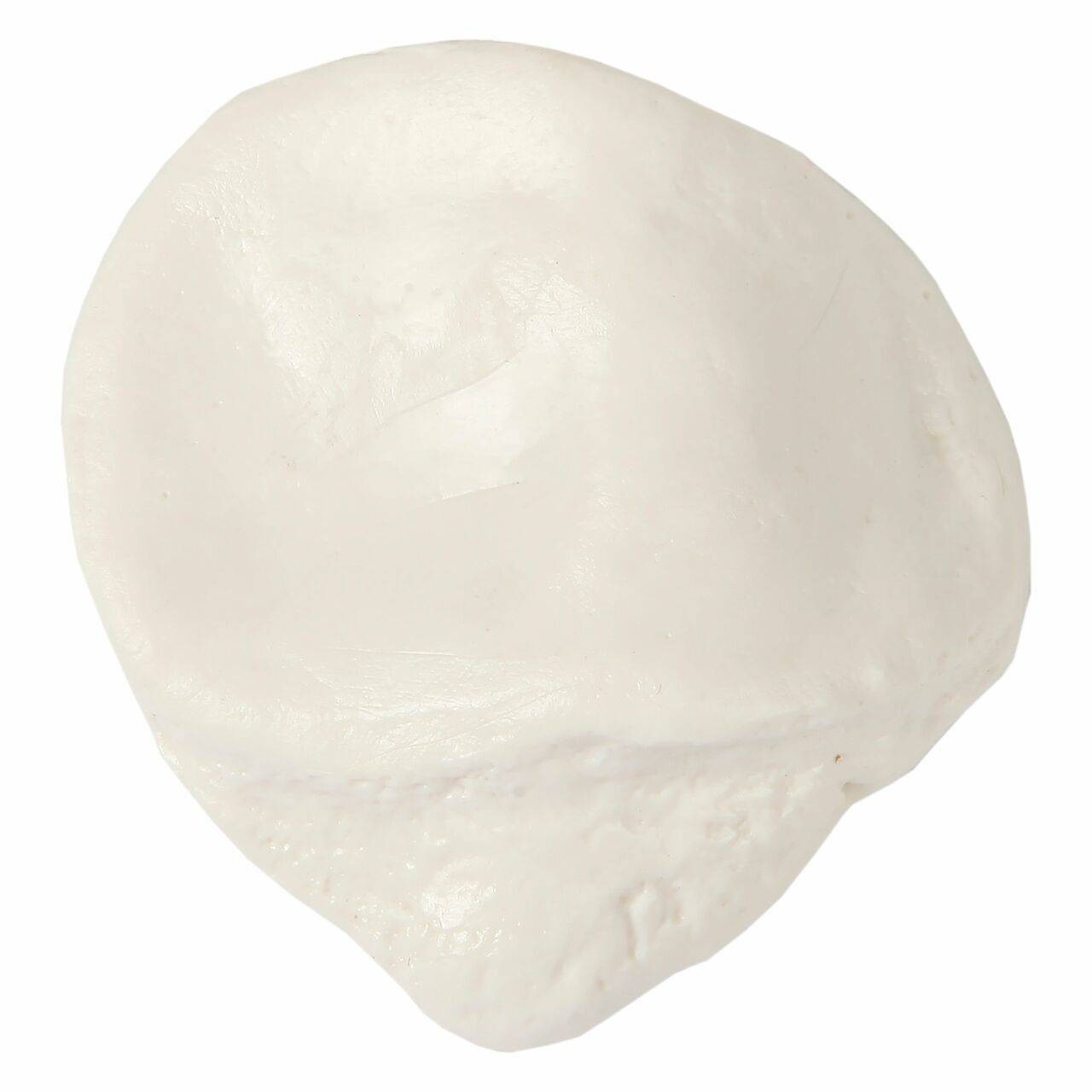 Axis Scientific Patella Bone