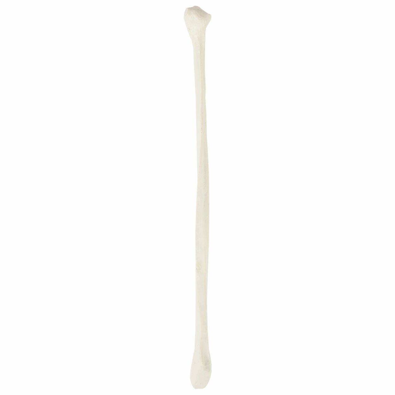 Axis Scientific Fibula Bone