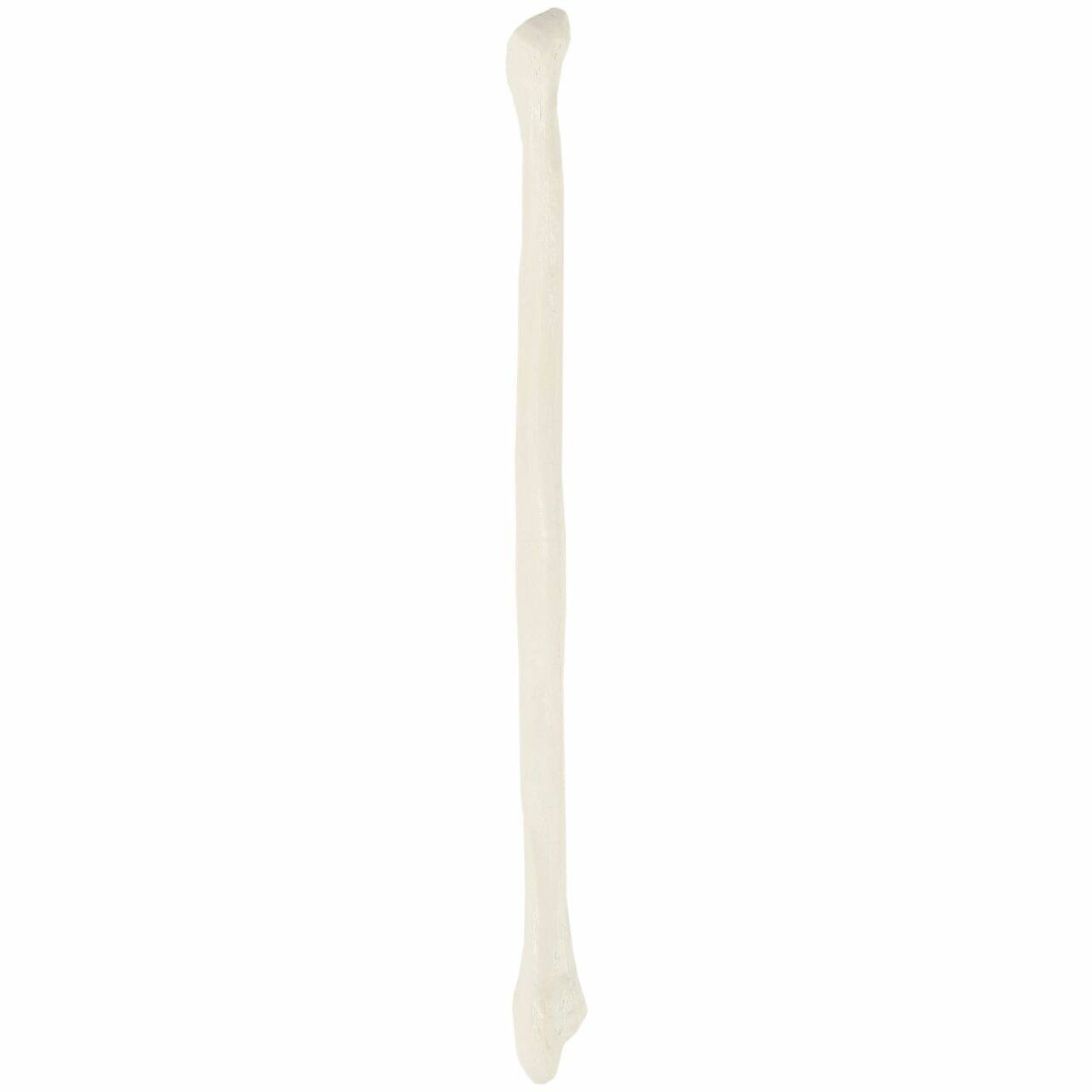 Axis Scientific Fibula Bone
