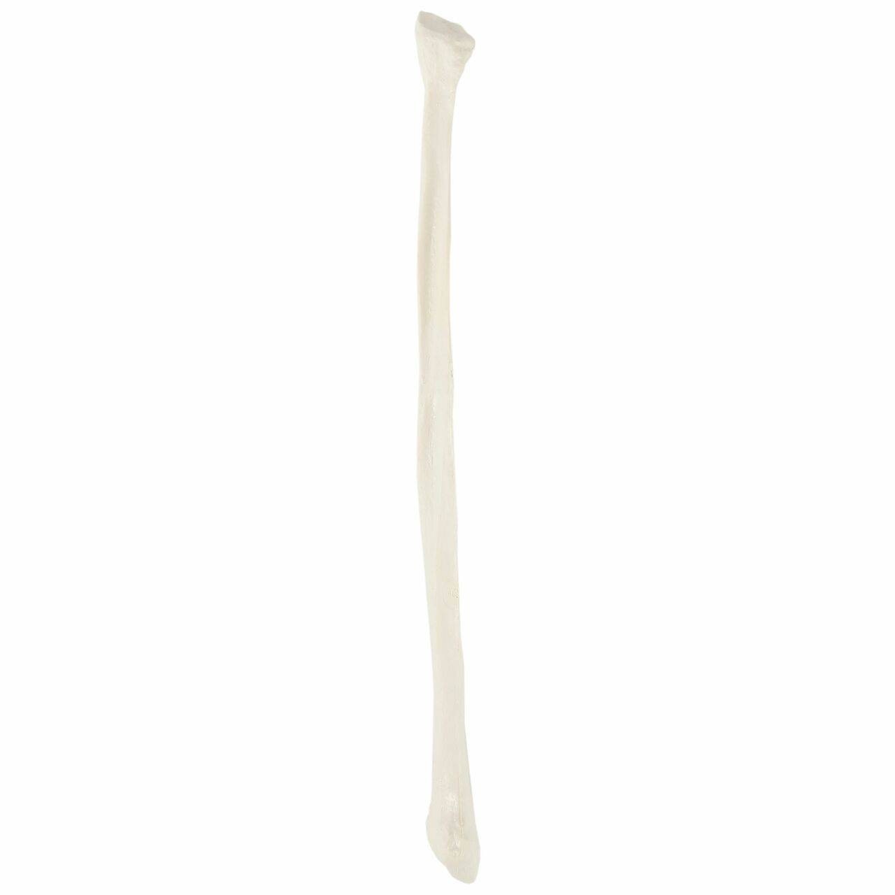 Axis Scientific Fibula Bone