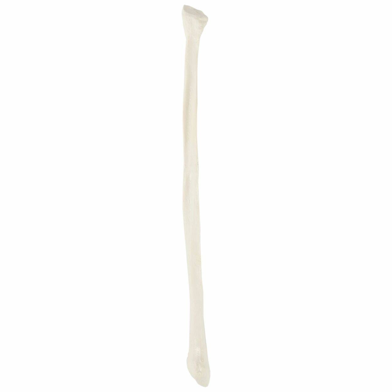 Axis Scientific Fibula Bone