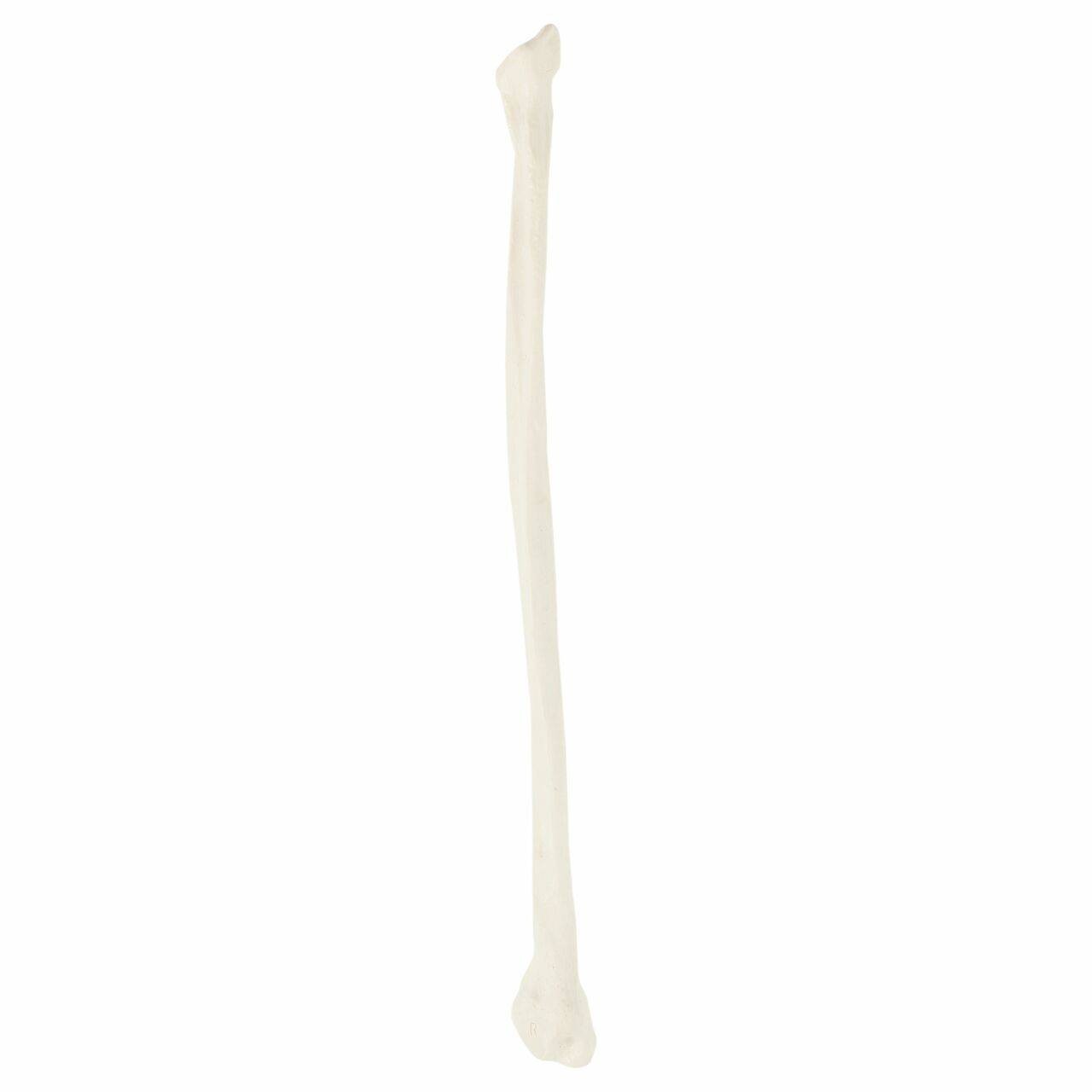 Axis Scientific Fibula Bone