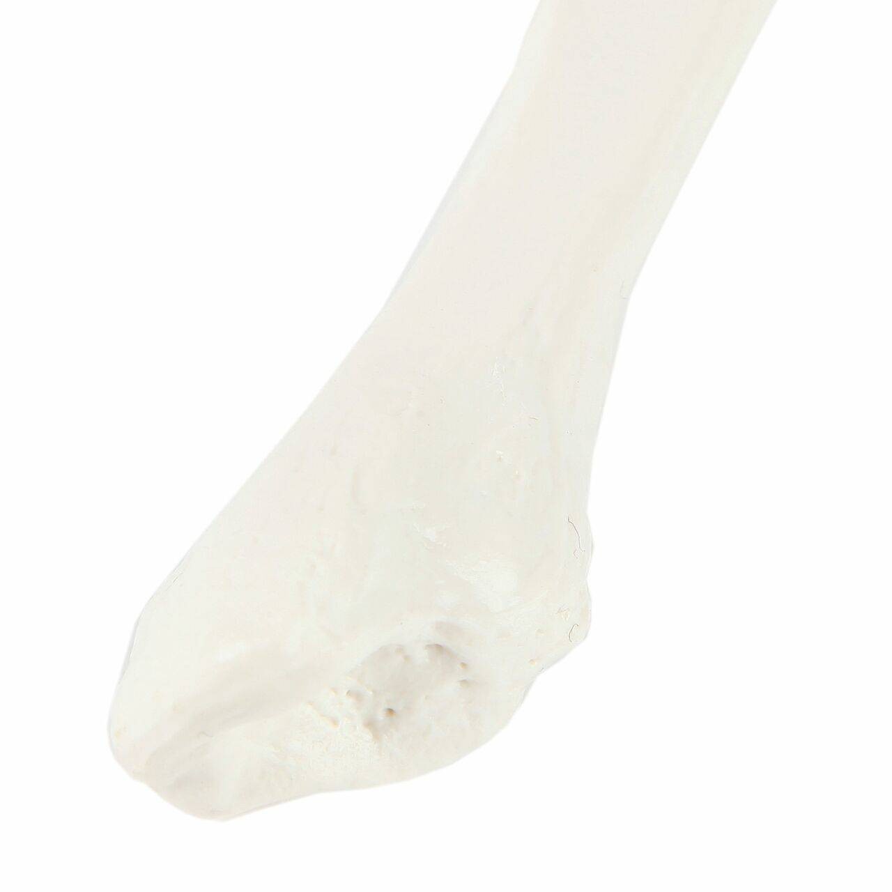 Axis Scientific Fibula Bone
