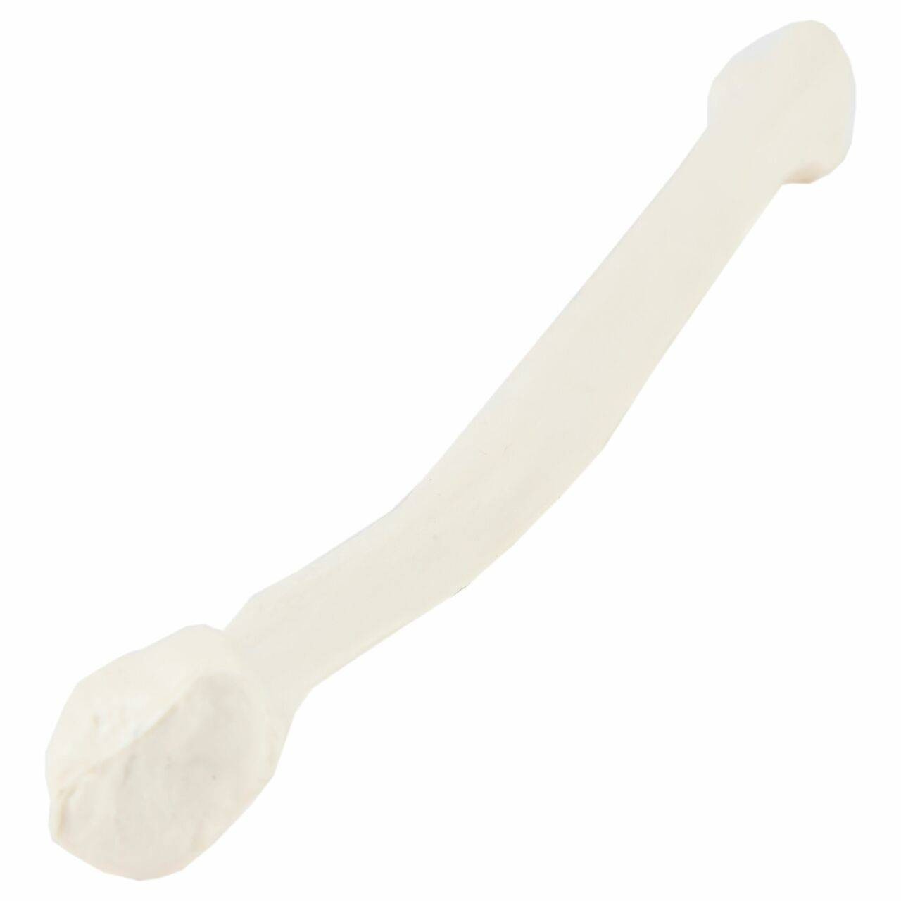Axis Scientific Fibula Bone
