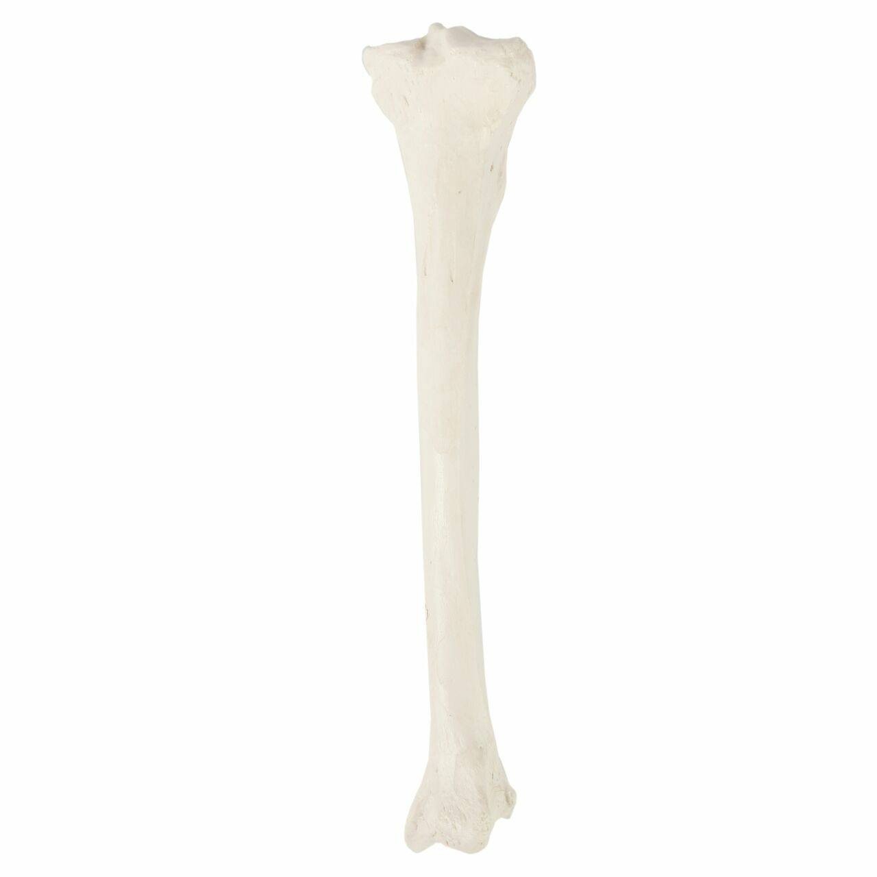 Axis Scientific Tibia Bone