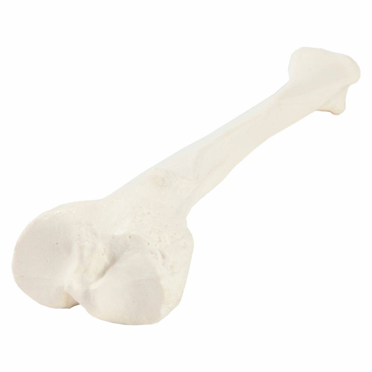 Axis Scientific Tibia Bone