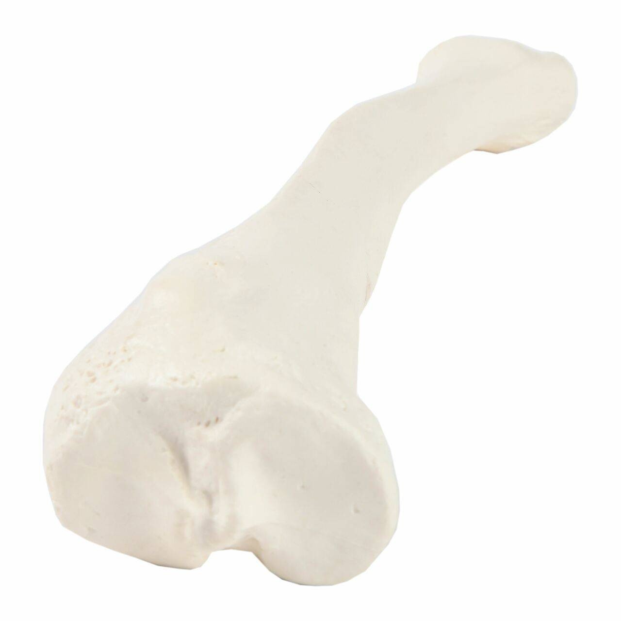 Axis Scientific Tibia Bone