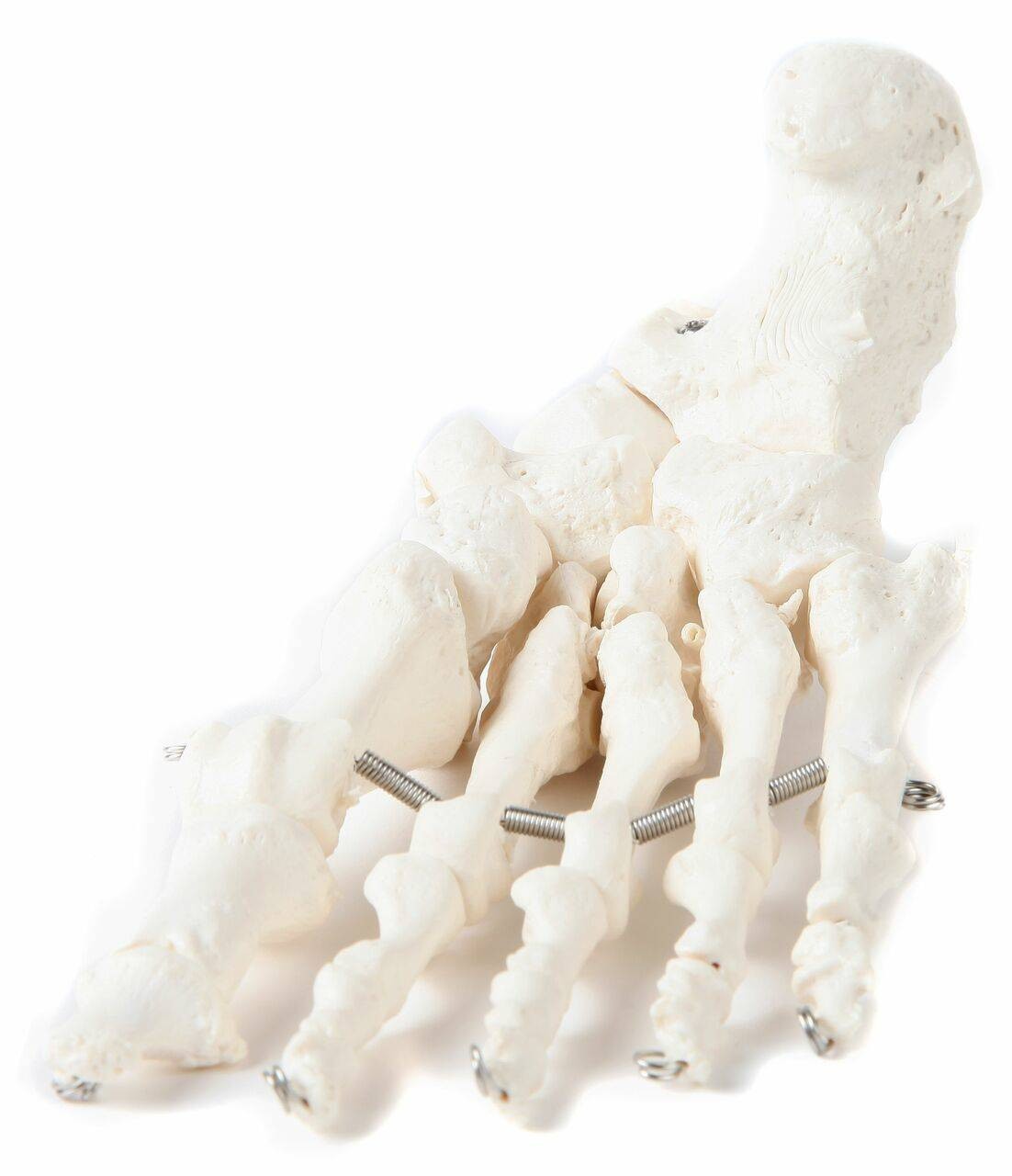 [frugolio casa] 足骨モデル - 8.3671 qqffhab Axis Scientific Articulated Foot Skeleton | Anatomy Warehouse