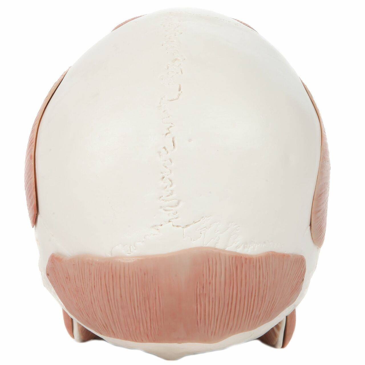 Axis Scientific Life-Size Human Skull with Removable Muscles Anatomy Model Back View