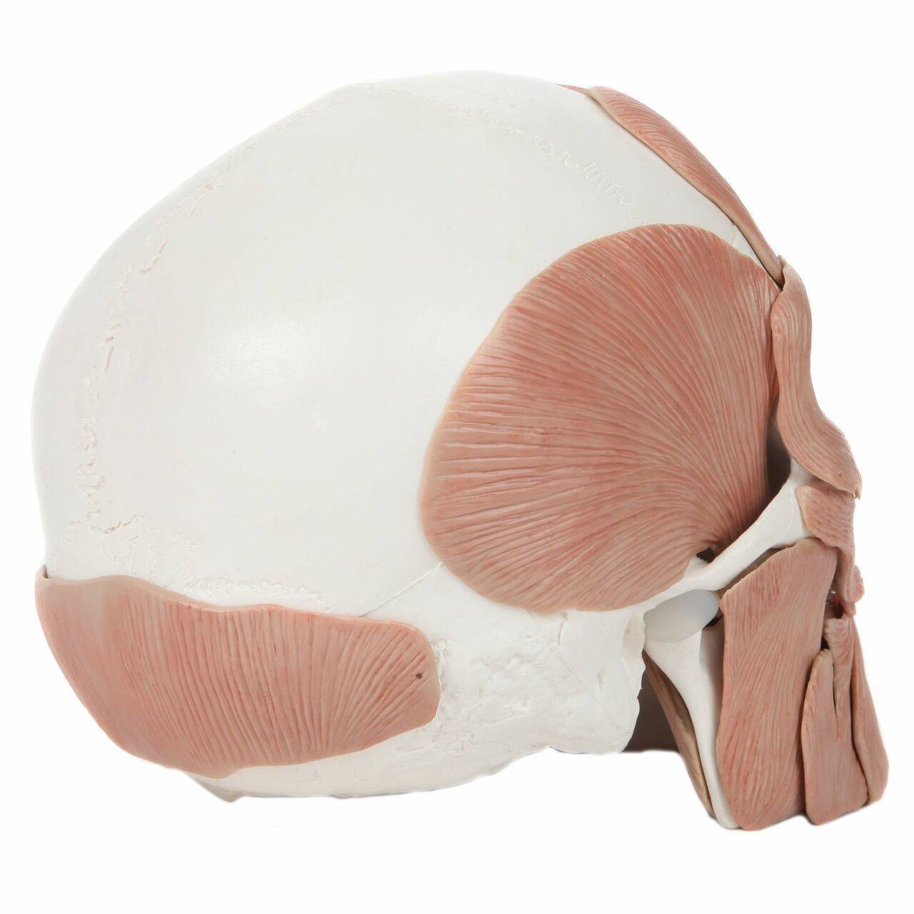 Axis Scientific Life-Size Human Skull with Removable Muscles Anatomy Model Back Right View