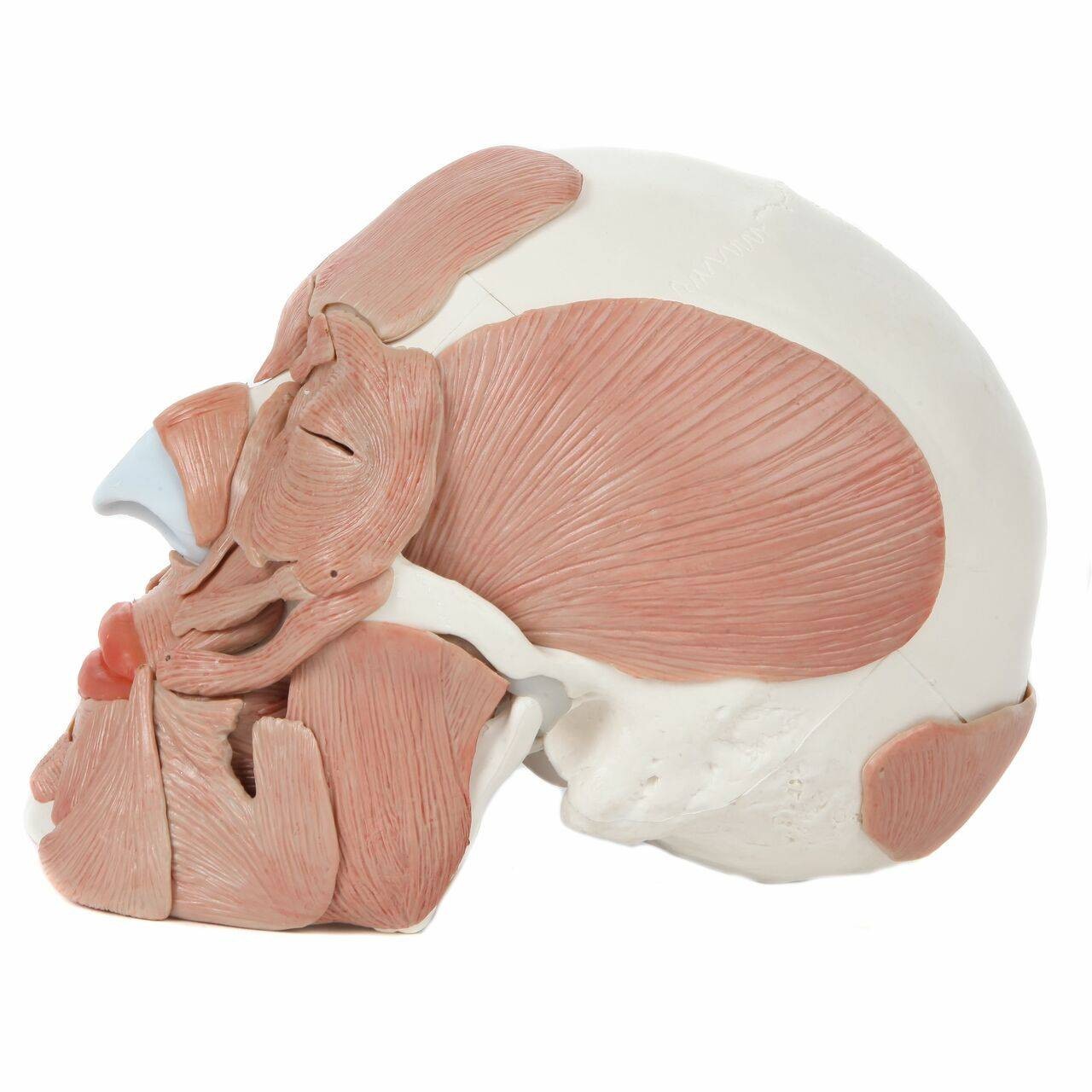 Axis Scientific Life-Size Human Skull with Removable Muscles Anatomy Model Left View