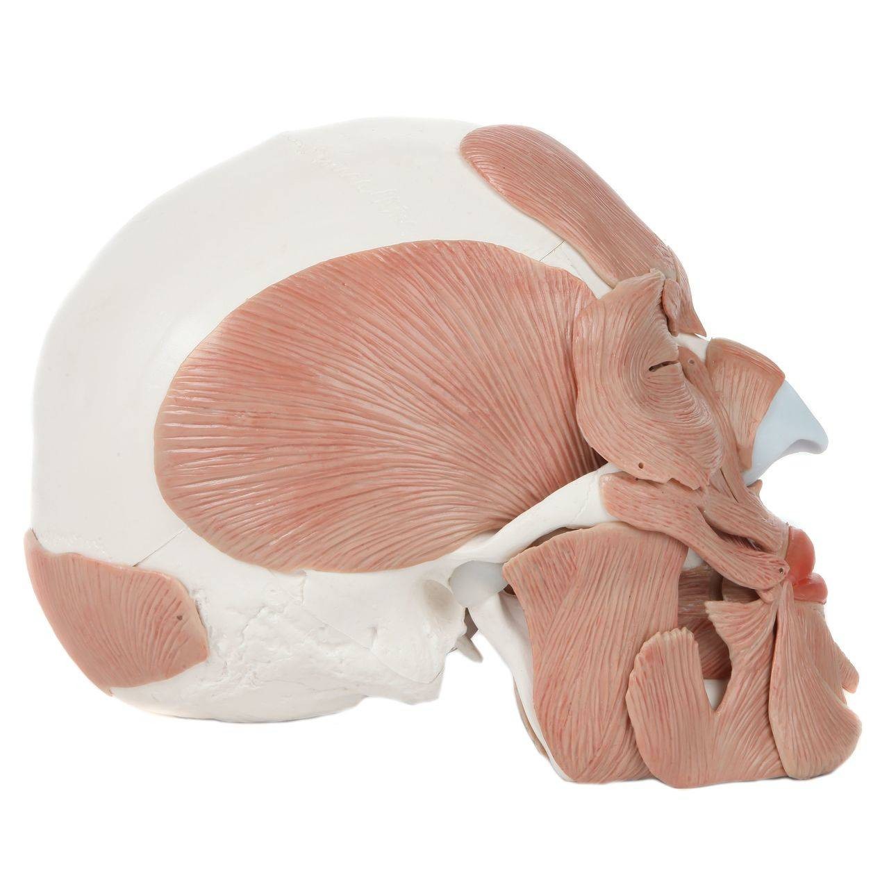 Axis Scientific Life-Size Human Skull with Removable Muscles Anatomy Model Right View