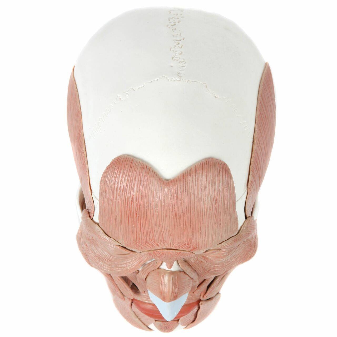 Axis Scientific Life-Size Human Skull with Removable Muscles Anatomy Model Overhead View