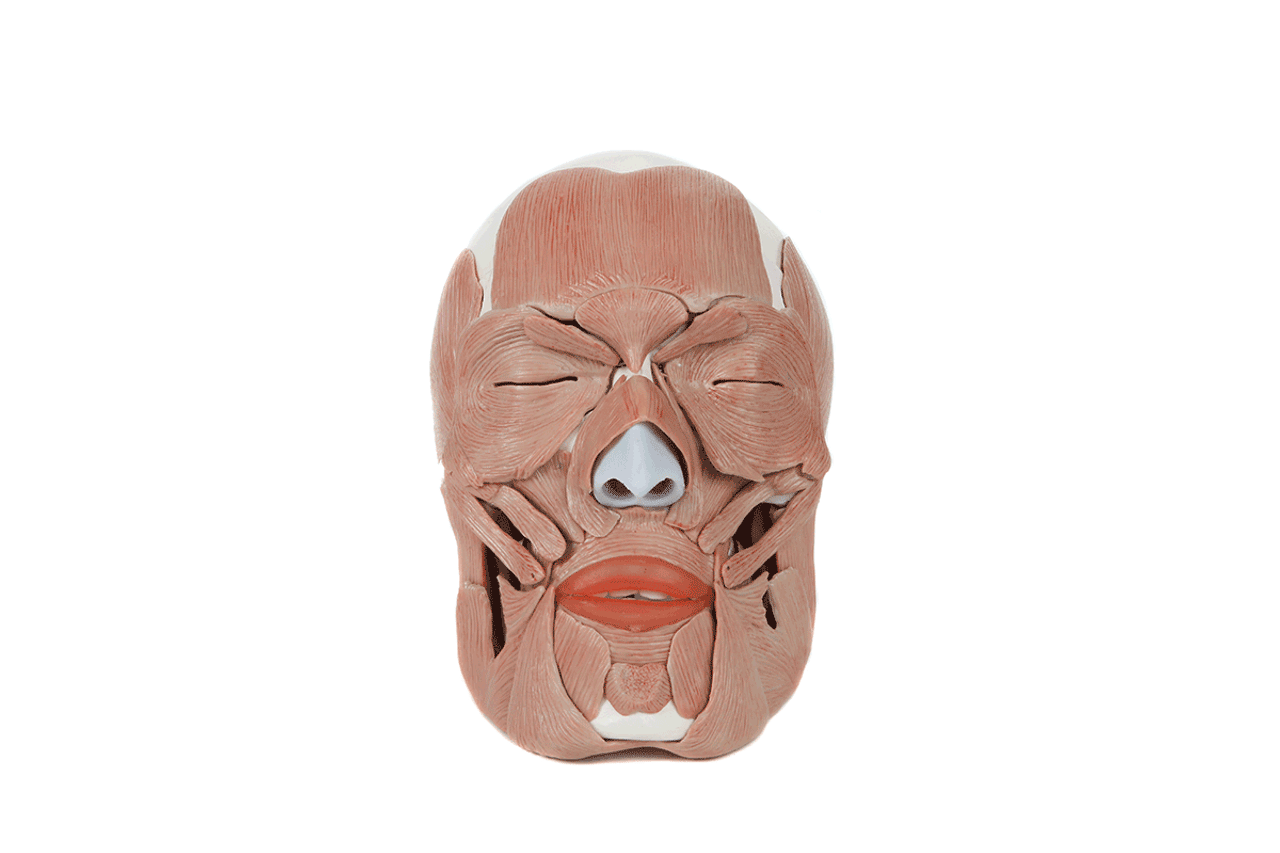 Axis Scientific Life-Size Human Skull with Removable Muscles Anatomy Model Animated View of Each Part Being Removed