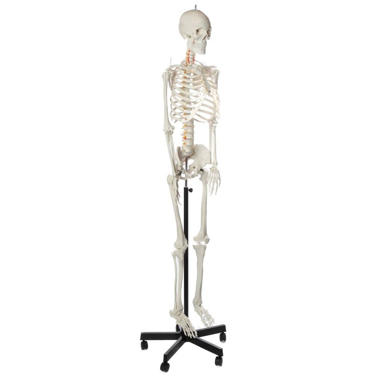 Axis Scientific Flexible Life-Size Human Skeleton Anatomy Model with Study Booklet and Numbering Guide Right Front View