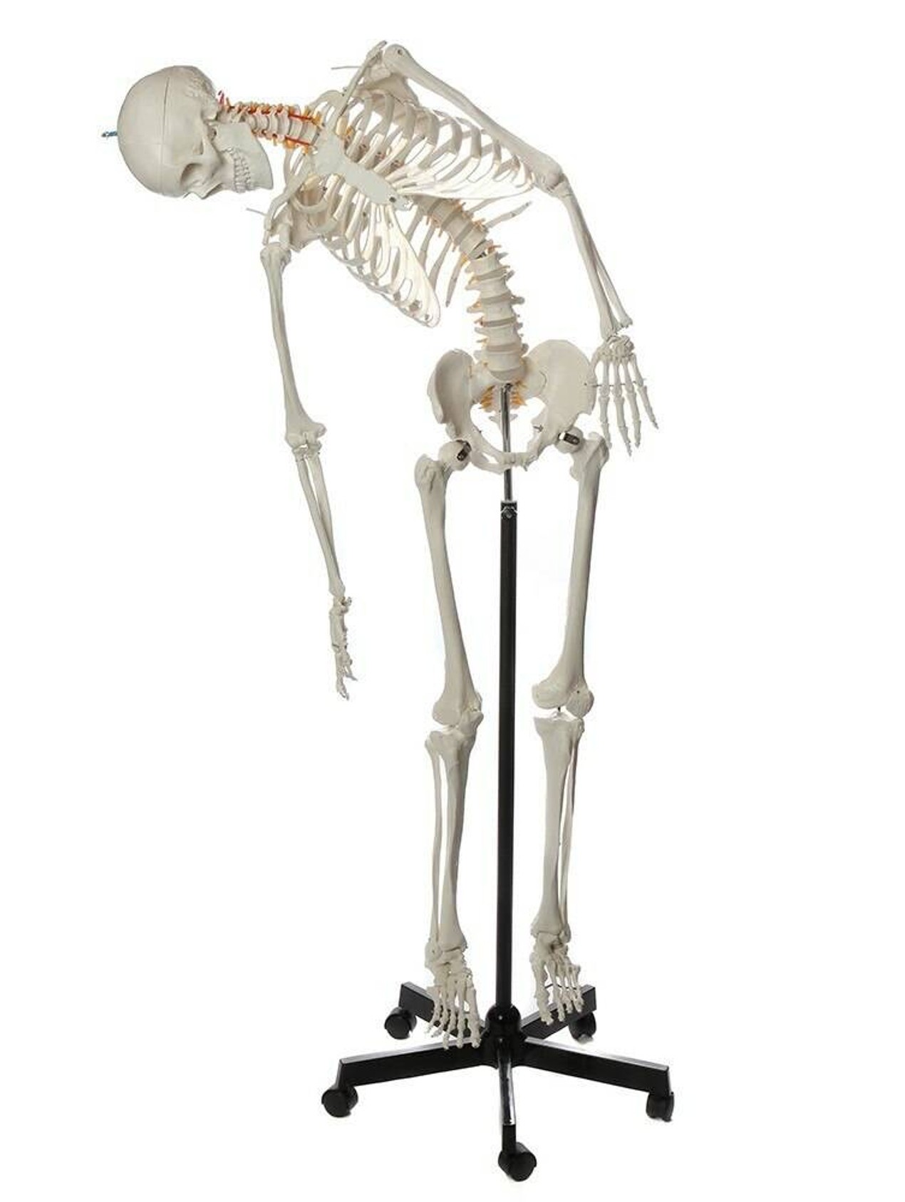 Axis Scientific Flexible Life-Size Human Skeleton Anatomy Model with Study Booklet and Numbering Guide Front View with tilted motion to the right