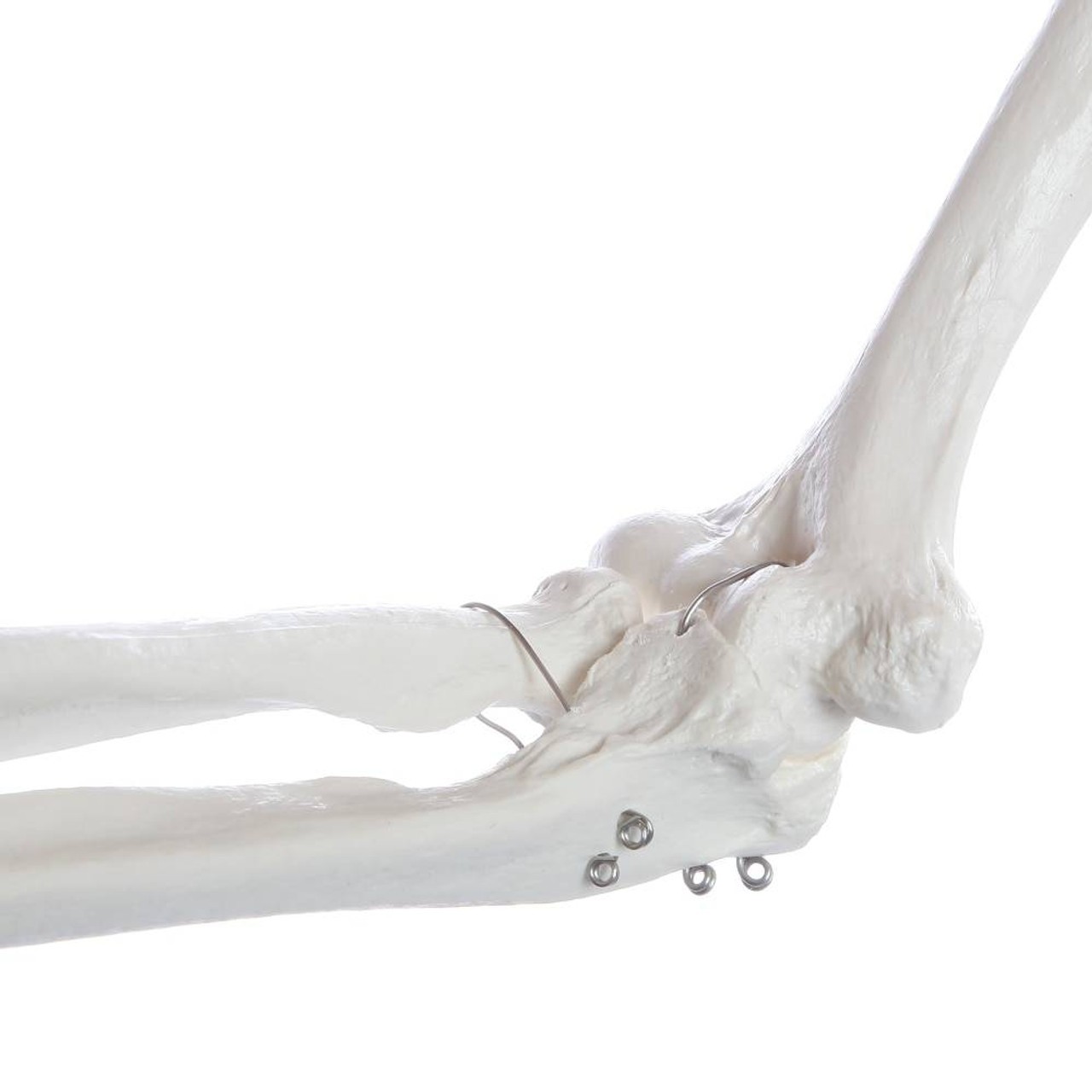 Axis Scientific Flexible Life-Size Human Skeleton Anatomy Model with Study Booklet and Numbering Guide Close Up of the Elbow bone structure