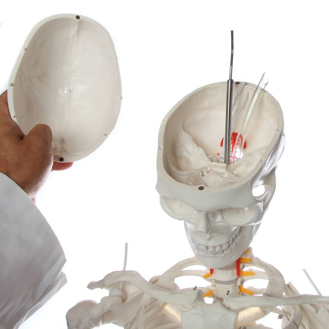 Axis Scientific Flexible Life-Size Human Skeleton Anatomy Model with Study Booklet and Numbering Guide Close Up of person's hand interacting with the Skull, by removing the skull cap